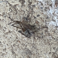 Araneae sp. (order) (Unidentified spider) at Yarralumla, ACT - 22 Jan 2023 by Hejor1