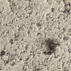 Araneae (order) at Yarralumla, ACT - 22 Jan 2023