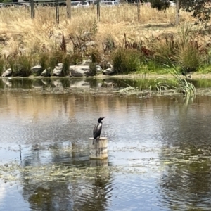 Phalacrocorax sulcirostris at Casey, ACT - 26 Jan 2023