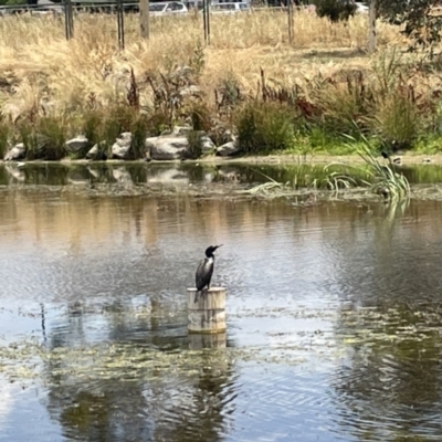 Phalacrocorax sulcirostris (Little Black Cormorant) at Casey, ACT - 26 Jan 2023 by Hejor1