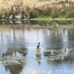 Phalacrocorax sulcirostris at Casey, ACT - 26 Jan 2023 01:23 PM