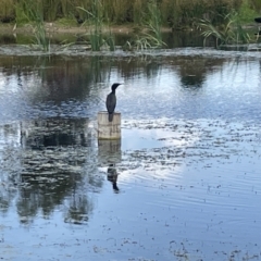 Phalacrocorax sulcirostris at Casey, ACT - 26 Jan 2023