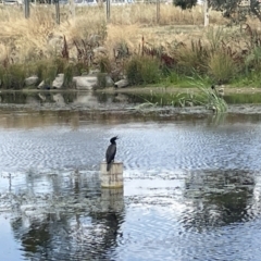 Phalacrocorax sulcirostris at Casey, ACT - 26 Jan 2023 01:23 PM