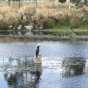 Phalacrocorax sulcirostris at Casey, ACT - 26 Jan 2023