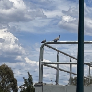 Ocyphaps lophotes at Casey, ACT - 26 Jan 2023