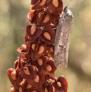 Philobota (genus) at Ngunnawal, ACT - 26 Jan 2023