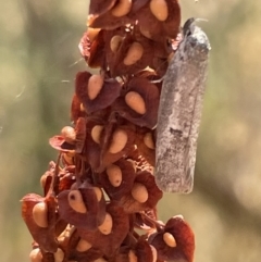 Philobota (genus) (Unidentified Philobota genus moths) at Ngunnawal, ACT - 26 Jan 2023 by Hejor1