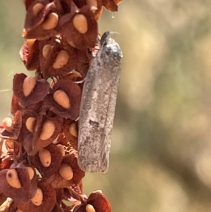 Philobota (genus) at Ngunnawal, ACT - 26 Jan 2023 01:35 PM