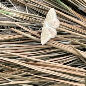 Scopula rubraria at Ngunnawal, ACT - 26 Jan 2023 01:19 PM