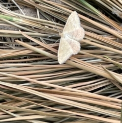 Scopula rubraria (Reddish Wave, Plantain Moth) at Ngunnawal, ACT - 26 Jan 2023 by Hejor1