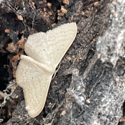 Scopula optivata (Varied Wave) at Ngunnawal, ACT - 26 Jan 2023 by Hejor1