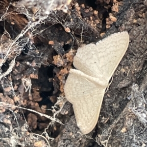 Scopula optivata at Ngunnawal, ACT - 26 Jan 2023 01:13 PM