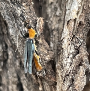 Chauliognathus tricolor at Ngunnawal, ACT - 26 Jan 2023 01:13 PM