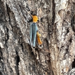 Chauliognathus tricolor at Ngunnawal, ACT - 26 Jan 2023 01:13 PM