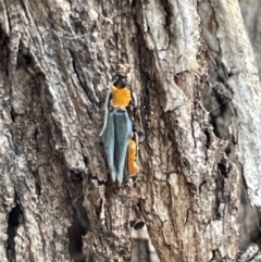 Chauliognathus tricolor at Ngunnawal, ACT - 26 Jan 2023 01:13 PM