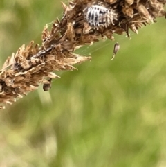 Coccinellidae (family) at Dickson Wetland Corridor - 21 Jan 2023