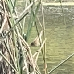 Acrocephalus australis at Dickson, ACT - 21 Jan 2023