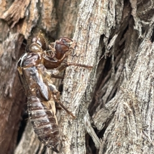 Cicadettini sp. (tribe) at Forde, ACT - 27 Jan 2023 11:33 AM