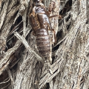 Cicadettini sp. (tribe) at Forde, ACT - 27 Jan 2023 11:33 AM