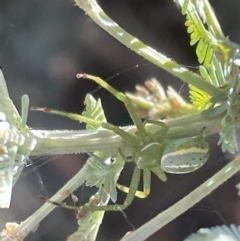 Lehtinelagia prasina at Braddon, ACT - 27 Jan 2023 05:20 PM