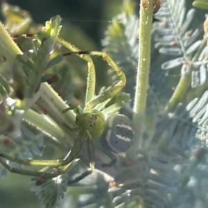 Lehtinelagia prasina at Braddon, ACT - 27 Jan 2023 05:20 PM