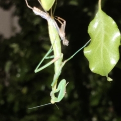 Unidentified Praying mantis (Mantodea) at Braddon, ACT - 27 Jan 2023 by Hejor1