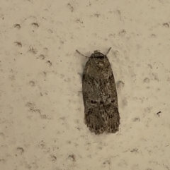 Philobota (genus) (Unidentified Philobota genus moths) at City Renewal Authority Area - 27 Jan 2023 by Hejor1