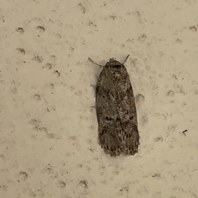 Philobota (genus) (Unidentified Philobota genus moths) at Braddon, ACT - 27 Jan 2023 by Hejor1