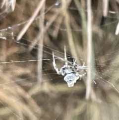 Philoponella congregabilis (Social house spider) at Nicholls, ACT - 3 Feb 2023 by Hejor1