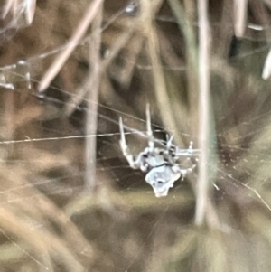 Philoponella congregabilis at Nicholls, ACT - 3 Feb 2023 06:10 PM