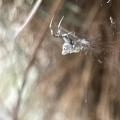 Philoponella congregabilis at Nicholls, ACT - 3 Feb 2023 06:10 PM