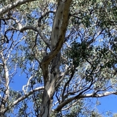 Dacelo novaeguineae (Laughing Kookaburra) at Greenleigh, NSW - 5 Feb 2023 by Hejor1