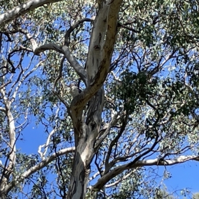 Dacelo novaeguineae (Laughing Kookaburra) at QPRC LGA - 4 Feb 2023 by Hejor1