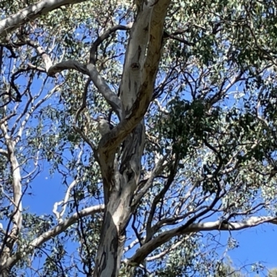 Dacelo novaeguineae (Laughing Kookaburra) at Greenleigh, NSW - 4 Feb 2023 by Hejor1