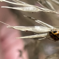 Coccinella transversalis (Transverse Ladybird) at Greenleigh, NSW - 5 Feb 2023 by Hejor1