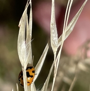 Coccinella transversalis at Greenleigh, NSW - 5 Feb 2023