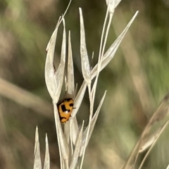 Coccinella transversalis at Greenleigh, NSW - 5 Feb 2023