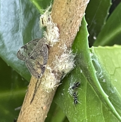 Scolypopa australis (Passionvine hopper, Fluffy bum) at City Renewal Authority Area - 8 Feb 2023 by Hejor1