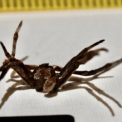 Araneae (order) (Unidentified spider) at QPRC LGA - 4 Feb 2023 by Hejor1