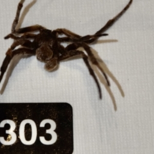 Araneae sp. (order) at Greenleigh, NSW - 5 Feb 2023