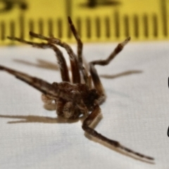 Araneae sp. (order) at Greenleigh, NSW - 5 Feb 2023