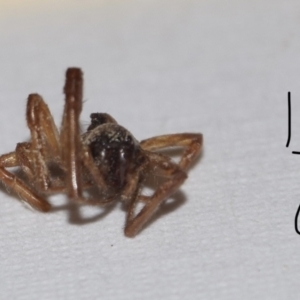 Araneae sp. (order) at Greenleigh, NSW - 5 Feb 2023