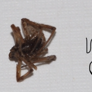 Araneae sp. (order) at Greenleigh, NSW - 5 Feb 2023