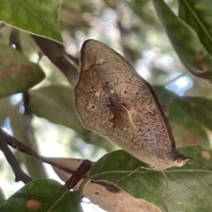 Heteronympha merope at Ainslie, ACT - 27 Jan 2023 04:19 PM