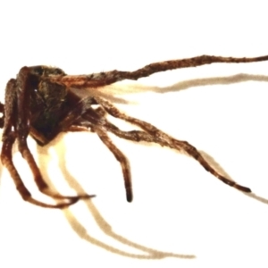 Araneae sp. (order) at Greenleigh, NSW - 5 Feb 2023