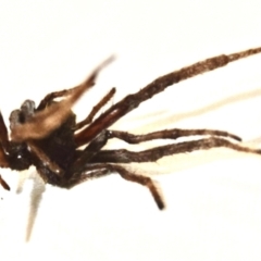 Araneae (order) at Greenleigh, NSW - 5 Feb 2023