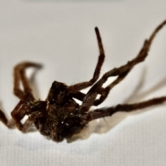 Araneae (order) at Greenleigh, NSW - 5 Feb 2023