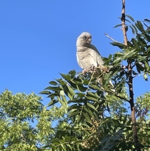 Cacatua sanguinea at Braddon, ACT - 15 Feb 2023 06:33 PM