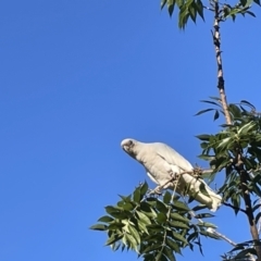 Cacatua sanguinea at Braddon, ACT - 15 Feb 2023 06:33 PM