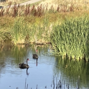 Cygnus atratus at Casey, ACT - 18 Feb 2023 07:04 PM